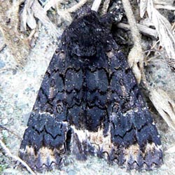 Catephia alchymista Catephia alchymista